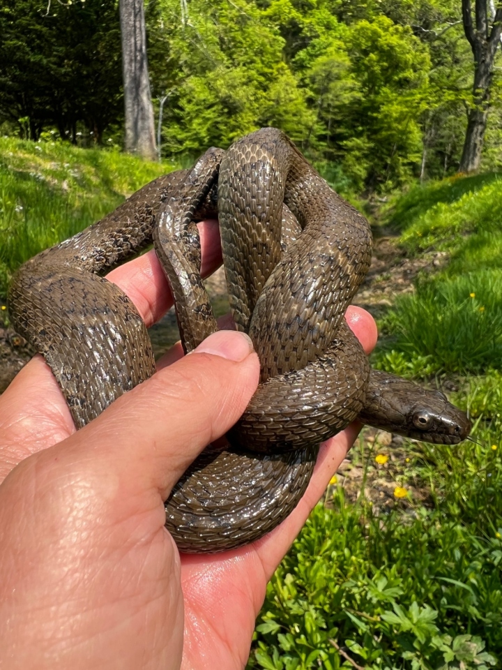 Northern Water Snake